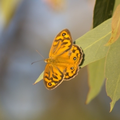 Heteronympha merope (Common Brown Butterfly) at Hawker, ACT - 3 Jan 2022 by Amy