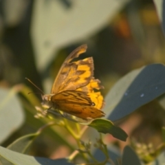 Heteronympha merope at Hawker, ACT - 3 Jan 2022