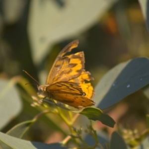 Heteronympha merope at Hawker, ACT - 3 Jan 2022