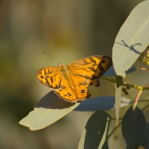 Heteronympha merope at Hawker, ACT - 3 Jan 2022