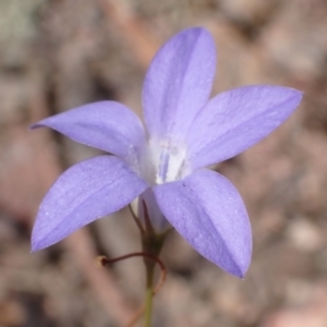 Wahlenbergia capillaris at Mullion, NSW - 3 Jan 2022