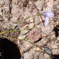 Wahlenbergia capillaris at Mullion, NSW - 3 Jan 2022