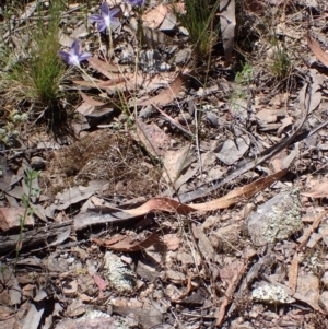 Wahlenbergia capillaris at Mullion, NSW - 3 Jan 2022