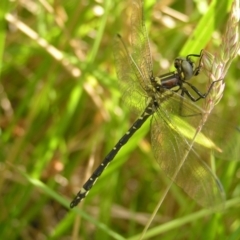 Eusynthemis brevistyla (Small Tigertail) at Cotter River, ACT - 3 Jan 2022 by MatthewFrawley