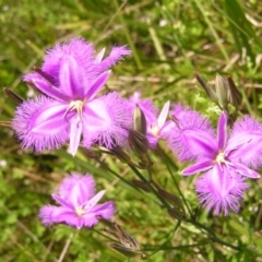 Thysanotus tuberosus subsp. tuberosus (Common Fringe-lily) at Cotter River, ACT - 3 Jan 2022 by MatthewFrawley