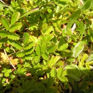 Acaena novae-zelandiae at Paddys River, ACT - 3 Jan 2022