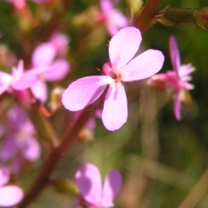 Stylidium armeria subsp. armeria at Paddys River, ACT - 3 Jan 2022 01:18 PM