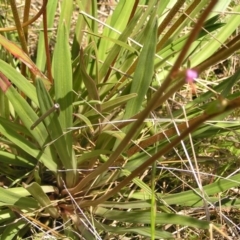 Stylidium armeria subsp. armeria at Paddys River, ACT - 3 Jan 2022