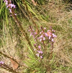 Stylidium armeria subsp. armeria at Paddys River, ACT - 3 Jan 2022