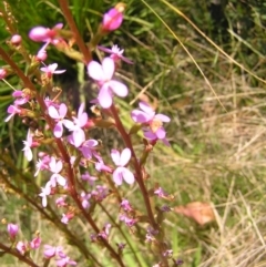 Stylidium armeria subsp. armeria at Paddys River, ACT - 3 Jan 2022