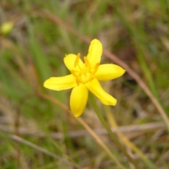 Hypoxis hygrometrica (Golden Weather-grass) at Paddys River, ACT - 3 Jan 2022 by MatthewFrawley