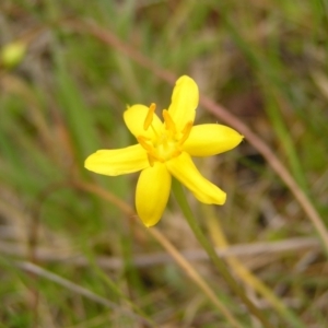 Hypoxis hygrometrica at Paddys River, ACT - 3 Jan 2022 01:28 PM