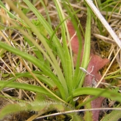 Hypoxis hygrometrica at Paddys River, ACT - 3 Jan 2022 01:28 PM