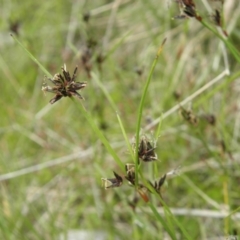 Schoenus apogon (Common Bog Sedge) at Paddys River, ACT - 3 Jan 2022 by MatthewFrawley