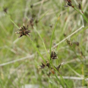 Schoenus apogon at Paddys River, ACT - 3 Jan 2022 01:35 PM