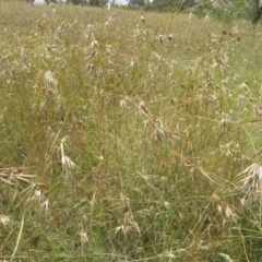 Themeda triandra (Kangaroo Grass) at Paddys River, ACT - 3 Jan 2022 by MatthewFrawley