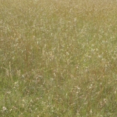 Themeda triandra at Paddys River, ACT - 3 Jan 2022 02:12 PM