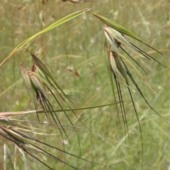 Themeda triandra at Paddys River, ACT - 3 Jan 2022