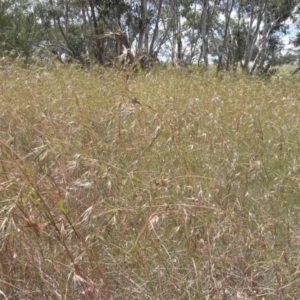 Themeda triandra at Paddys River, ACT - 3 Jan 2022