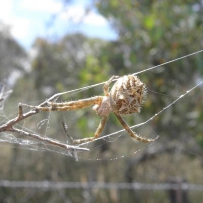 Backobourkia sp. (genus) (An orb weaver) at Paddys River, ACT - 3 Jan 2022 by MatthewFrawley