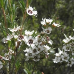 Kunzea ericoides (Burgan) at Paddys River, ACT - 3 Jan 2022 by MatthewFrawley