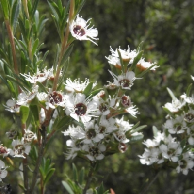 Kunzea ericoides (Burgan) at Paddys River, ACT - 3 Jan 2022 by MatthewFrawley