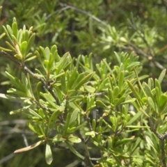 Kunzea ericoides at Paddys River, ACT - 3 Jan 2022 02:14 PM