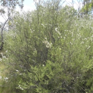 Kunzea ericoides at Paddys River, ACT - 3 Jan 2022 02:14 PM