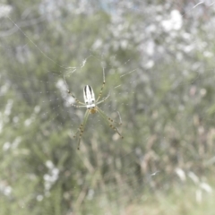 Leucauge dromedaria (Silver dromedary spider) at Paddys River, ACT - 3 Jan 2022 by MatthewFrawley