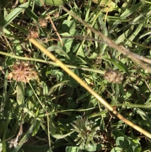 Cylindromyia sp. (genus) at Macgregor, ACT - 2 Jan 2022