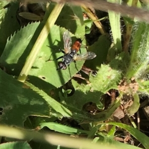 Cylindromyia sp. (genus) at Macgregor, ACT - 2 Jan 2022