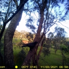 Corvus coronoides / mellori (Australian / Little Raven) at Wirlinga, NSW - 2 Nov 2021 by DMeco