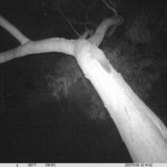 Petaurus norfolcensis (Squirrel Glider) at Thurgoona, NSW - 29 Nov 2021 by DMeco