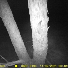 Petaurus norfolcensis (Squirrel Glider) at Table Top, NSW - 2 Nov 2021 by DMeco