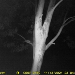 Petaurus norfolcensis (Squirrel Glider) at Table Top, NSW - 13 Nov 2021 by DMeco