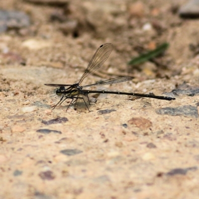 Austroargiolestes icteromelas (Common Flatwing) at Lochiel, NSW - 4 Jan 2022 by KylieWaldon