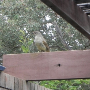 Ptilonorhynchus violaceus at Cook, ACT - suppressed