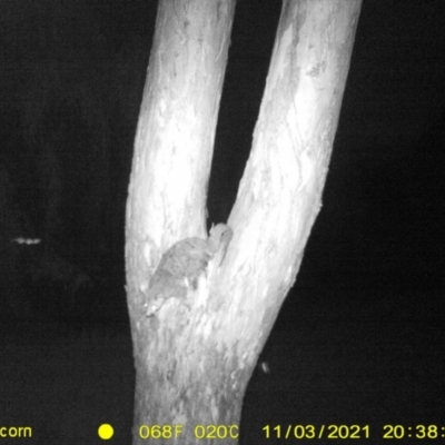 Trichosurus vulpecula (Common Brushtail Possum) at Thurgoona, NSW - 3 Nov 2021 by DMeco