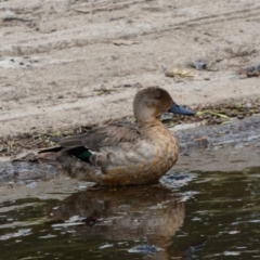 Anas castanea (Chestnut Teal) at Dunlop, ACT - 4 Jan 2022 by Birdy