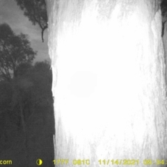 Petaurus norfolcensis (Squirrel Glider) at Table Top, NSW - 14 Nov 2021 by DMeco