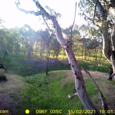 Rhipidura leucophrys (Willie Wagtail) at Wirlinga, NSW - 2 Nov 2021 by DMeco