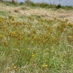 Hypericum perforatum at Dunlop, ACT - 5 Jan 2022 09:51 AM