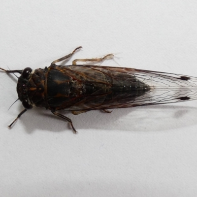 Galanga labeculata (Double-spotted cicada) at McKellar, ACT - 5 Jan 2022 by Birdy