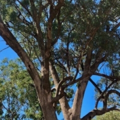 Eucalyptus albens (White Box) at West Albury, NSW - 29 Dec 2020 by Nat