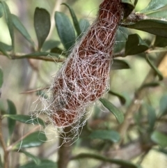 Austracantha minax (Christmas Spider, Jewel Spider) at Jerrabomberra, NSW - 4 Jan 2022 by Steve_Bok