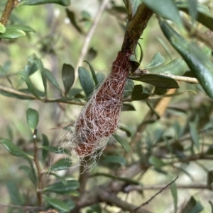 Austracantha minax at Jerrabomberra, NSW - 5 Jan 2022 08:43 AM