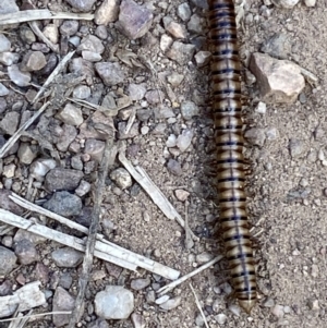 Paradoxosomatidae sp. (family) at Jerrabomberra, NSW - 5 Jan 2022