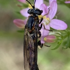 Miltinus sp. (genus) at Jerrabomberra, NSW - 5 Jan 2022