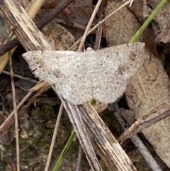 Taxeotis intextata (Looper Moth, Grey Taxeotis) at Jerrabomberra, NSW - 5 Jan 2022 by SteveBorkowskis