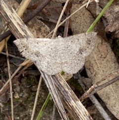 Taxeotis intextata at Jerrabomberra, NSW - 5 Jan 2022 09:16 AM